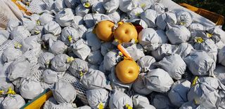 박진오님의 배 · 영농일지 작성글 사진