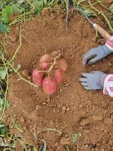 팜모닝 고구마·영농일지 게시글 이미지