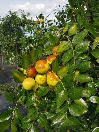 초보농사님의 기타작물 · 영농일지 작성글 사진