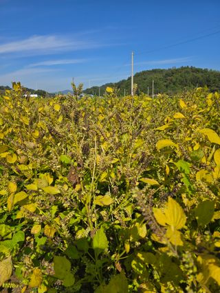 권철환님의 들깨 · 영농일지 작성글 사진