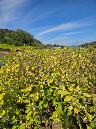 권철환님의 들깨 · 영농일지 작성글 사진