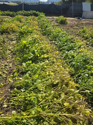 권철환님의 들깨 · 영농일지 작성글 사진