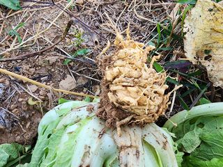 이선구님의 배추 · 병해충상담 작성글 사진