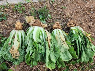 이선구님의 배추 · 병해충상담 작성글 사진