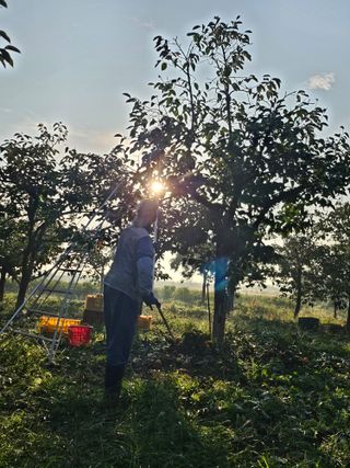 배성은365님의 감 · 영농일지 작성글 사진