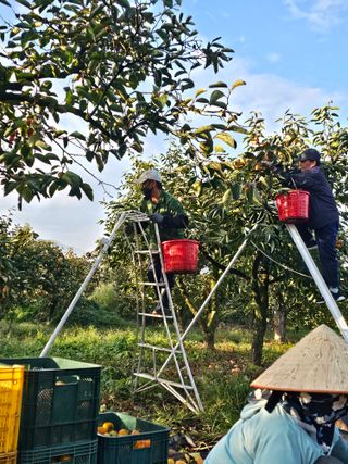 배성은365님의 감 · 영농일지 작성글 사진