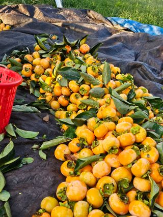 배성은365님의 감 · 영농일지 작성글 사진