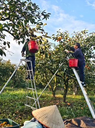 배성은365님의 감 · 영농일지 작성글 사진