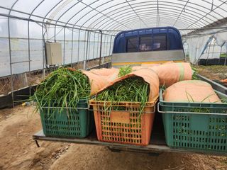 조일현님의 기타작물 · 영농일지 작성글 사진