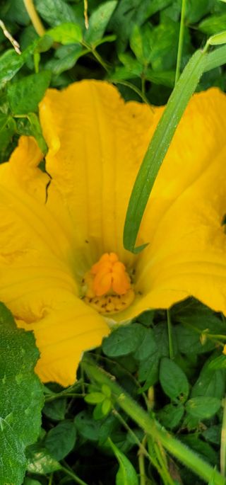 와일드에니멀님의 [팜춘문예] 짧은 시 쓰기| 2024 · 참여글 작성글 사진