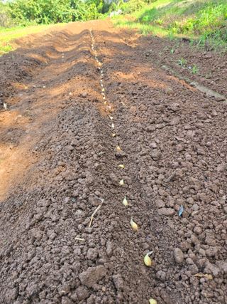 박정원님의 마늘 · 영농일지 작성글 사진