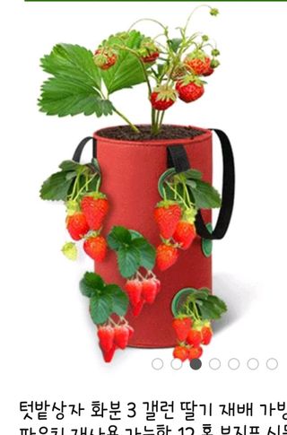 오로라님의 딸기 · 영농일지 작성글 사진