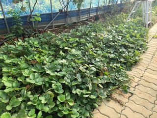 오로라님의 딸기 · 영농일지 작성글 사진