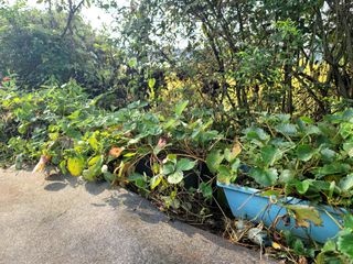 오로라님의 딸기 · 영농일지 작성글 사진