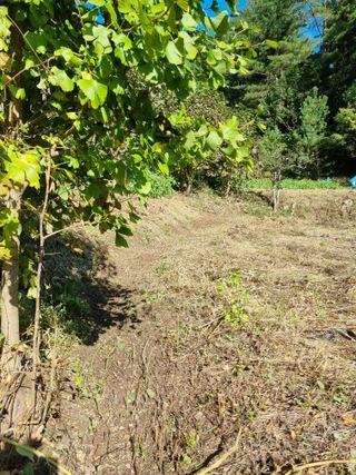 영자님의 시금치 · 영농일지 작성글 사진