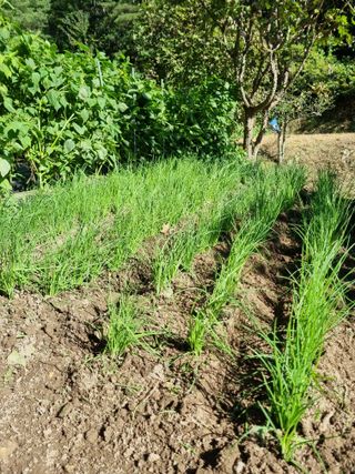 영자님의 시금치 · 영농일지 작성글 사진