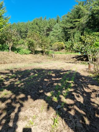 영자님의 시금치 · 영농일지 작성글 사진