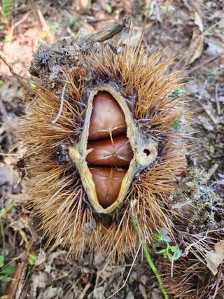 낙엽교목류22380님의 기타작물 · 영농일지 작성글 사진