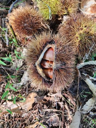 낙엽교목류22380님의 기타작물 · 영농일지 작성글 사진