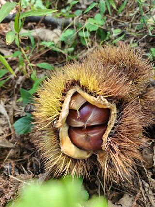 낙엽교목류22380님의 기타작물 · 영농일지 작성글 사진