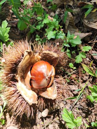 낙엽교목류22380님의 기타작물 · 영농일지 작성글 사진