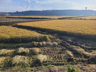 커피나무님의 벼 · 영농일지 작성글 사진