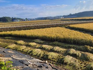 커피나무님의 벼 · 영농일지 작성글 사진