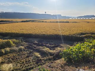 커피나무님의 벼 · 영농일지 작성글 사진