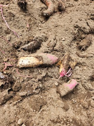 귀촌인정찬영님의 자유주제 · 자유게시판 작성글 사진