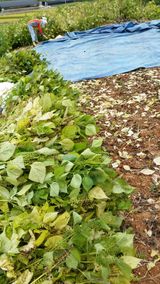 팜모닝 들깨·영농일지 게시글 이미지