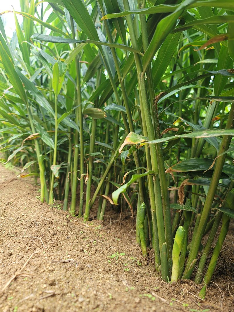 모두애님의 장터 판매 상품 [재고소진] 첨부 사진