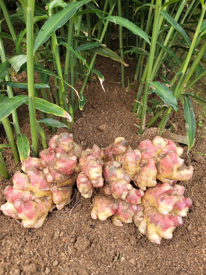 모두애님의 장터 판매 상품 [재고소진] 첨부 사진