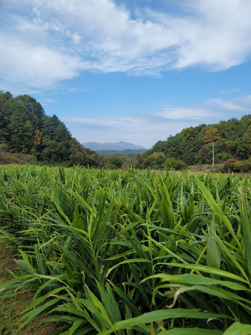 모두애님의 장터 판매 상품 [재고소진] 첨부 사진