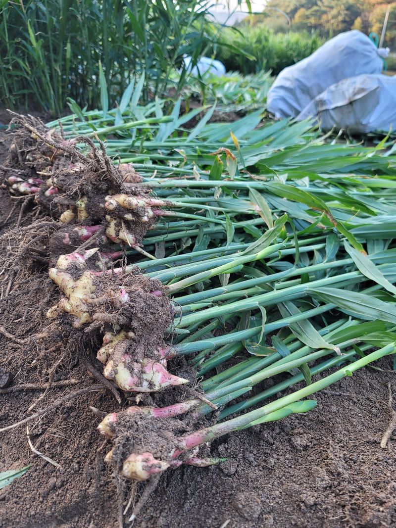 모두애님의 장터 판매 상품 [재고소진] 첨부 사진