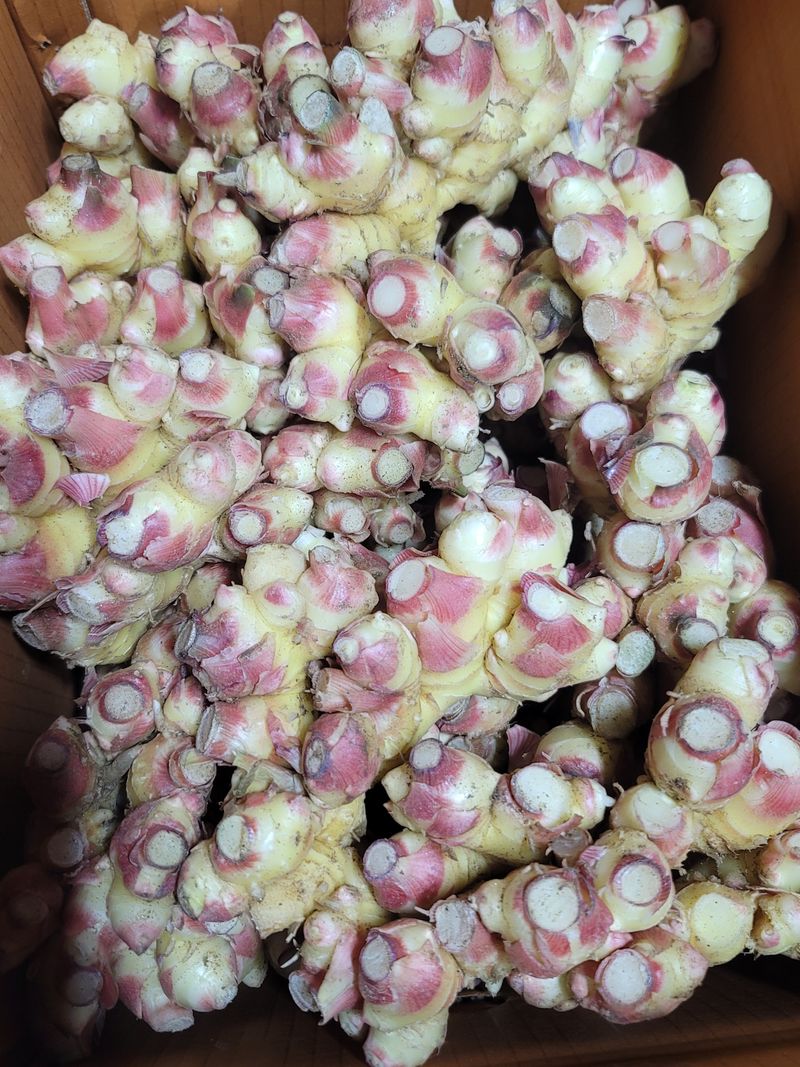 모두애님의 장터 판매 상품 [재고소진] 첨부 사진