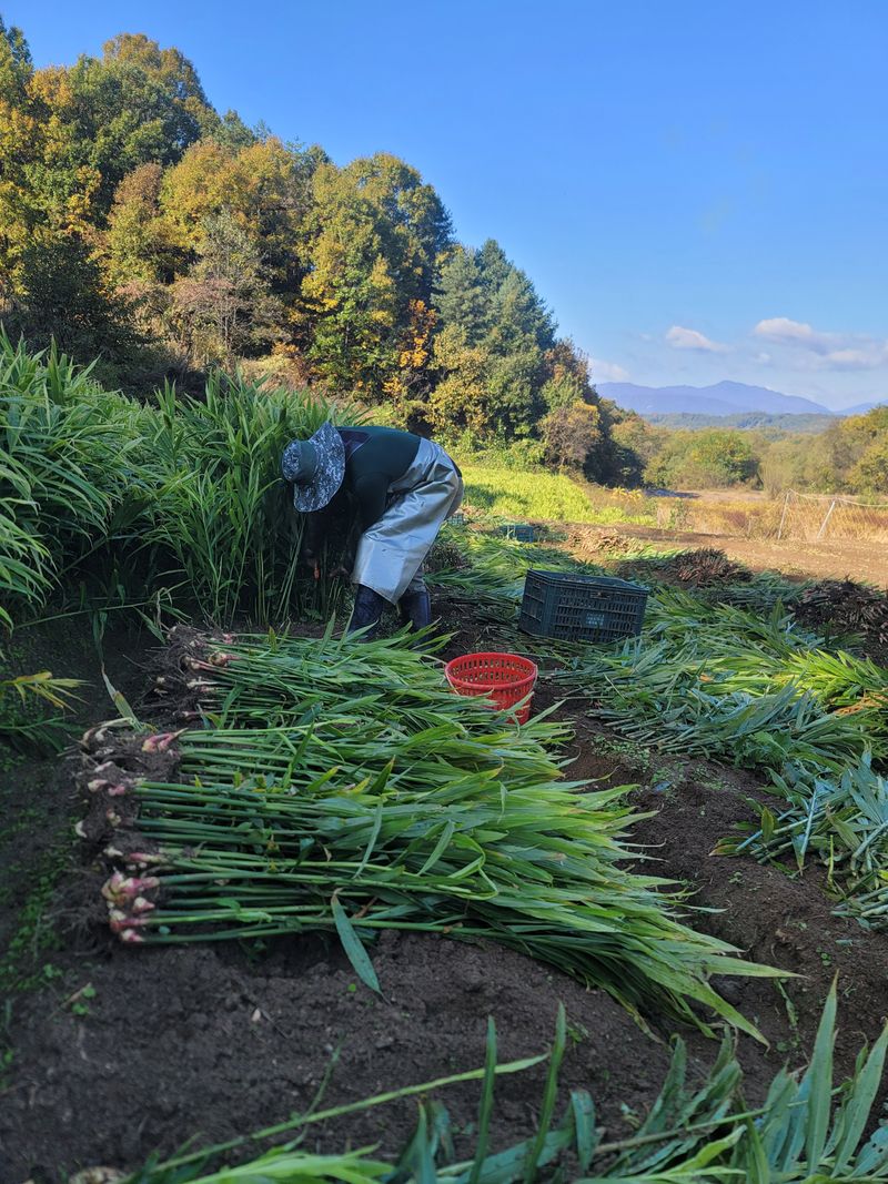 모두애님의 장터 판매 상품 [재고소진] 첨부 사진