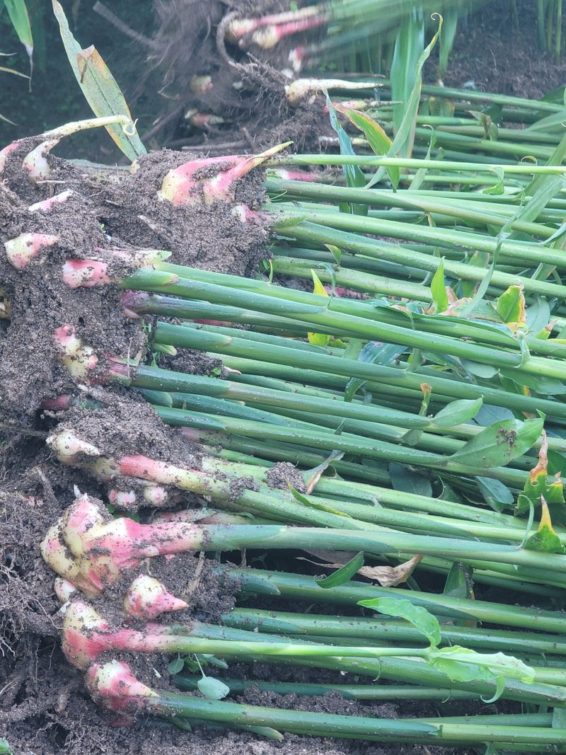 모두애님의 장터 판매 상품 [재고소진] 첨부 사진