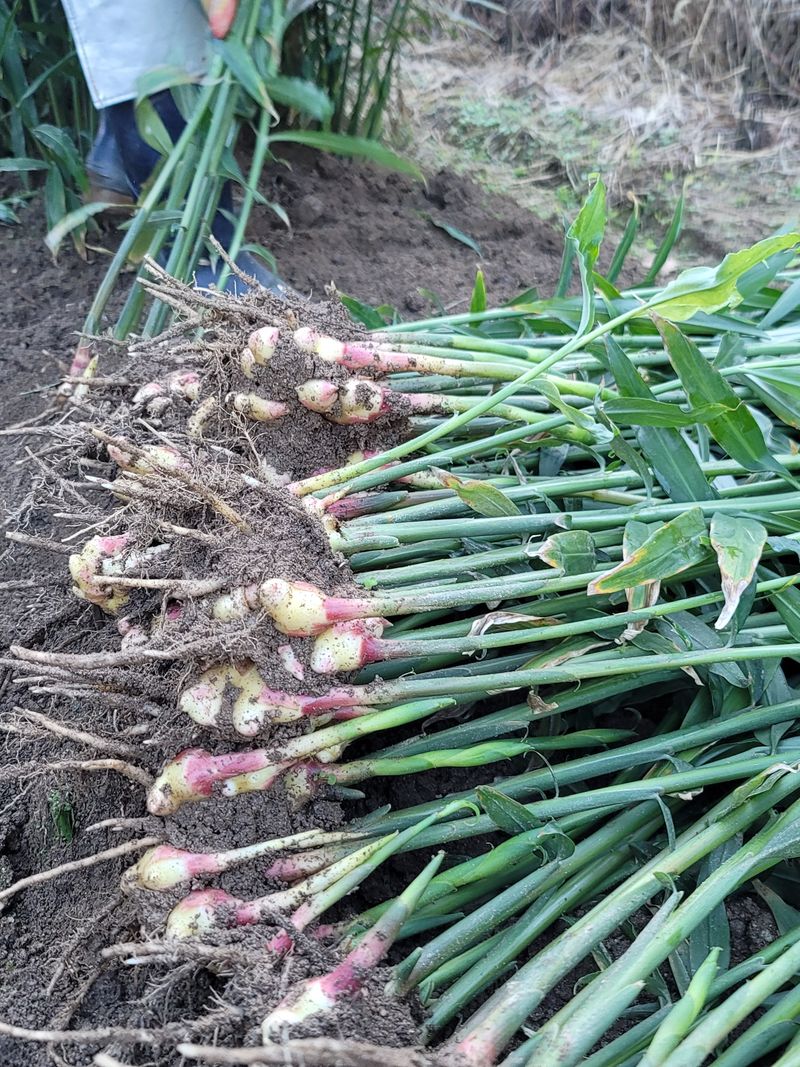 모두애님의 장터 판매 상품 [재고소진] 첨부 사진