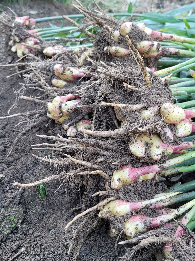 모두애님의 장터 판매 상품 [재고소진] 첨부 사진