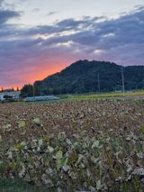 팜모닝 [팜춘문예] 짧은 시 쓰기| 2024·참여글 게시글 이미지