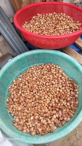 팜모닝 마늘·영농일지 게시글 이미지