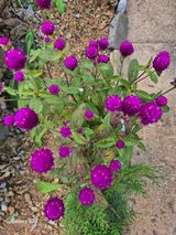 팜모닝 자유주제·자유게시판 게시글 이미지