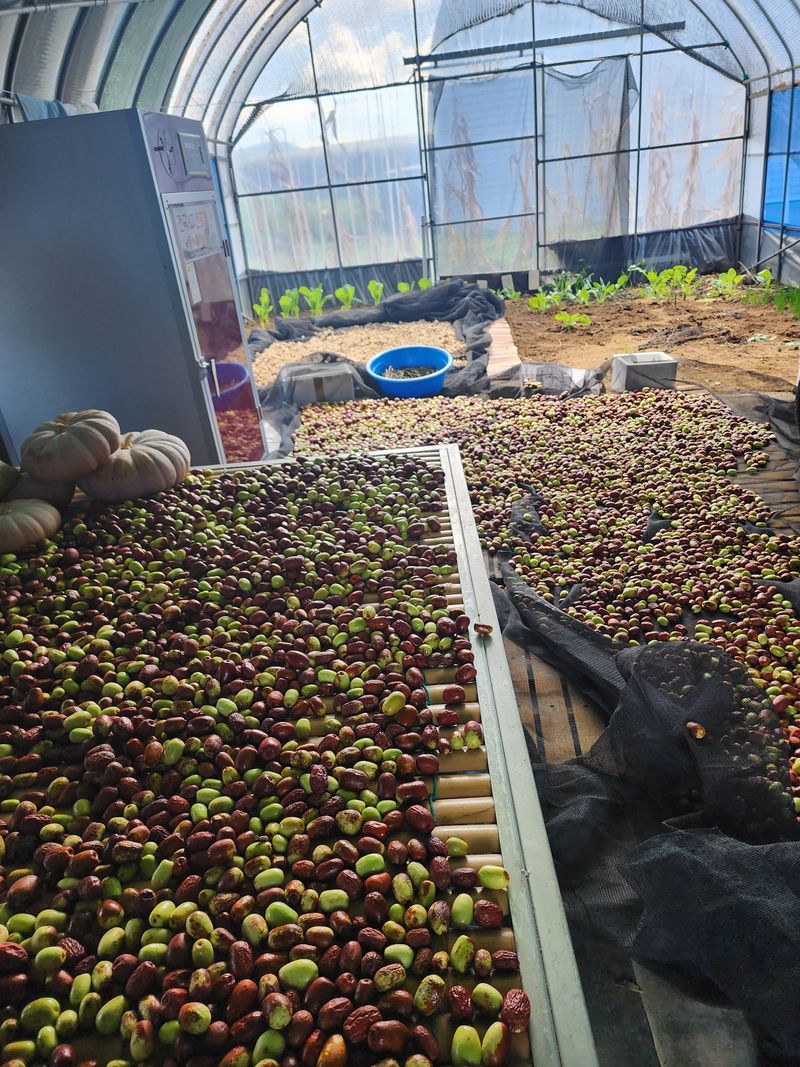 박동현님의 장터 판매 상품 [재래종 말린대추(복조대추) 1K] 첨부 사진