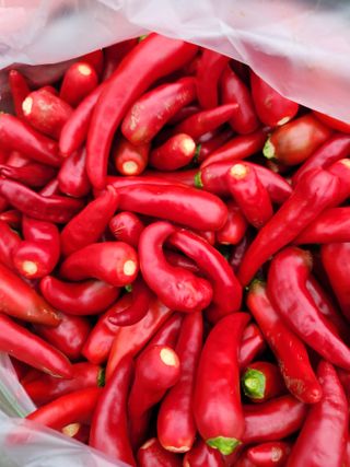 고영희님의 [팜춘문예] 짧은 시 쓰기| 2024 · 참여글 작성글 사진