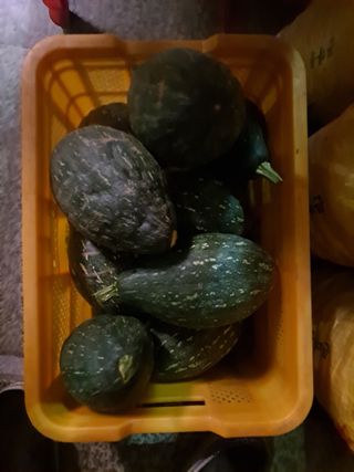 독골농원님의 호박 · 영농일지 작성글 사진