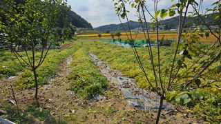 정금기님의 들깨 · 영농일지 작성글 사진
