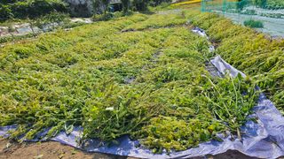 정금기님의 들깨 · 영농일지 작성글 사진