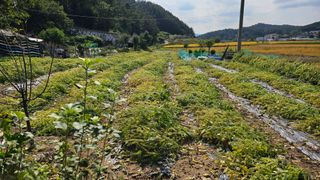 정금기님의 들깨 · 영농일지 작성글 사진
