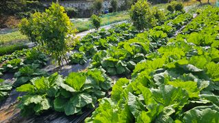 정금기님의 들깨 · 영농일지 작성글 사진