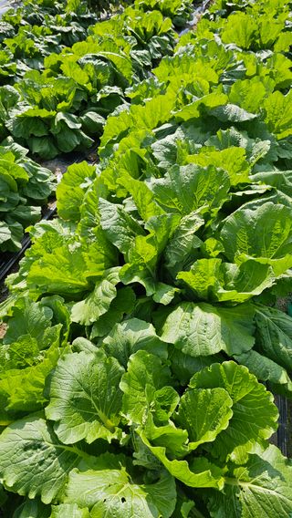 정금기님의 들깨 · 영농일지 작성글 사진